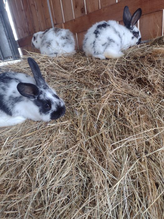 Vând iepurași producție 2025*2026