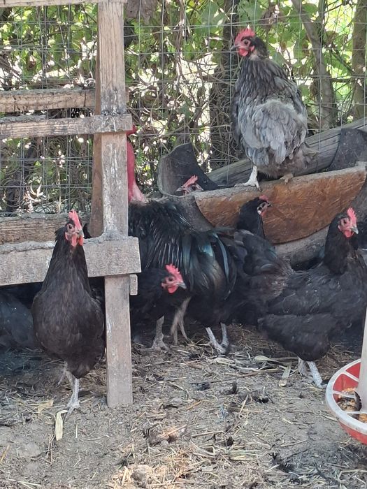 Gaini australorp