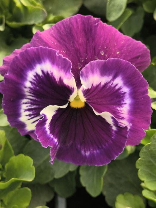 Теменужки едроцветни