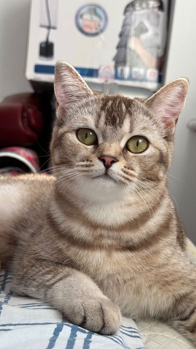 Отдам в добрые руки кошку