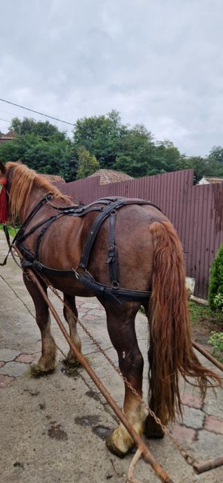 De vinzare un cal de 5 anii bun de ham cuminte fara defecte