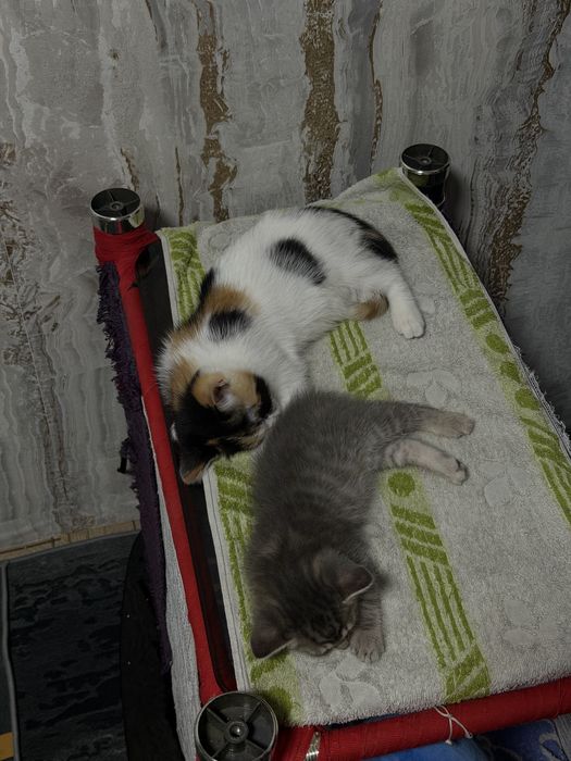 Отдам бесплатно 2 котят