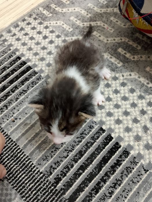 Маргаулар котёнок