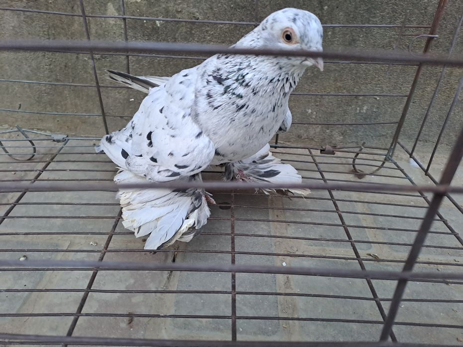 Голуби,челкари молодые ,игра ,лёт.