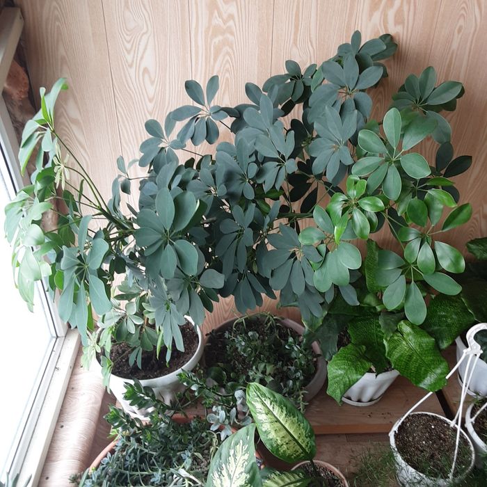 Продам Шеффлера древовидная