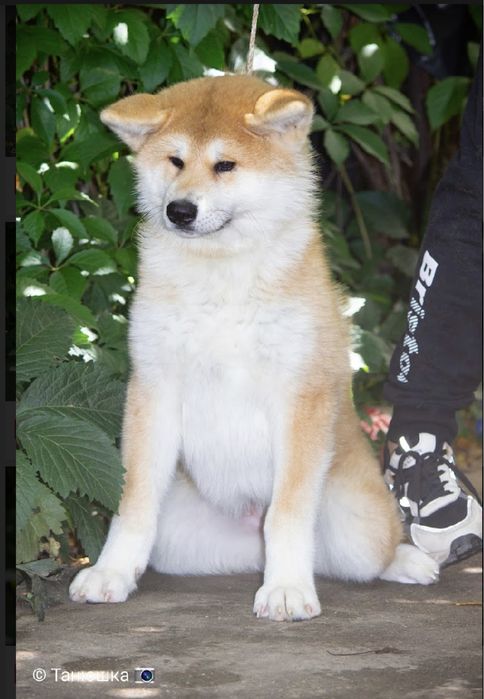 Щенки Акита