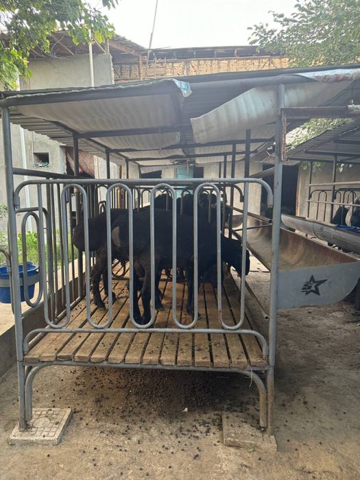 Куй учун ин сотилади