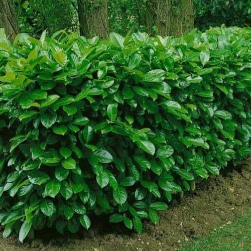 Лавровишна (Prunus laurocerasus)-30-40см