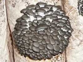 грибы вешанка свежии