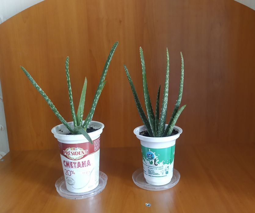Алоэ вера продам