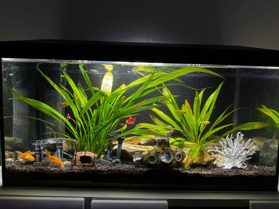 Vând Acvariu 60l Complet Decorațiuni și Pești