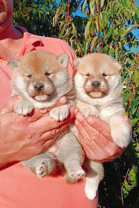 Pui Shiba Inu cu Pedigree Tip A – canisă FCI