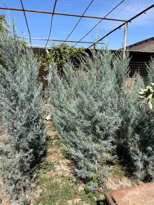 Аризонский кипарис