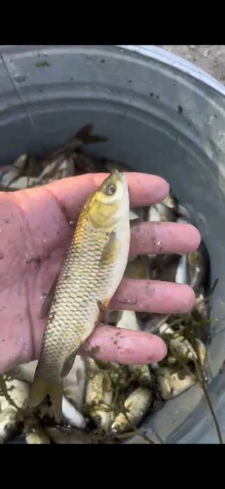 Мальки  карп, сазан, амур, толстолоб