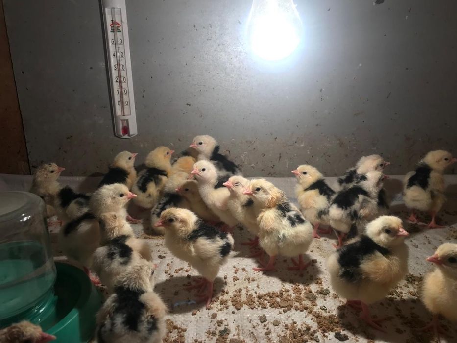 Цыплята Австралорп