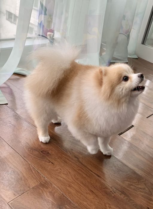 Ищем невесту для красивого мальчика шпица