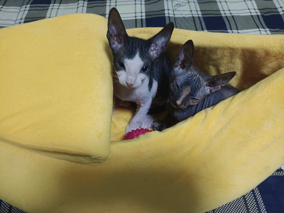 Продаются котята сфинксы