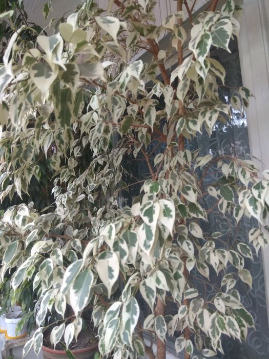 Комнатные цветы., Очень красивые, разные...