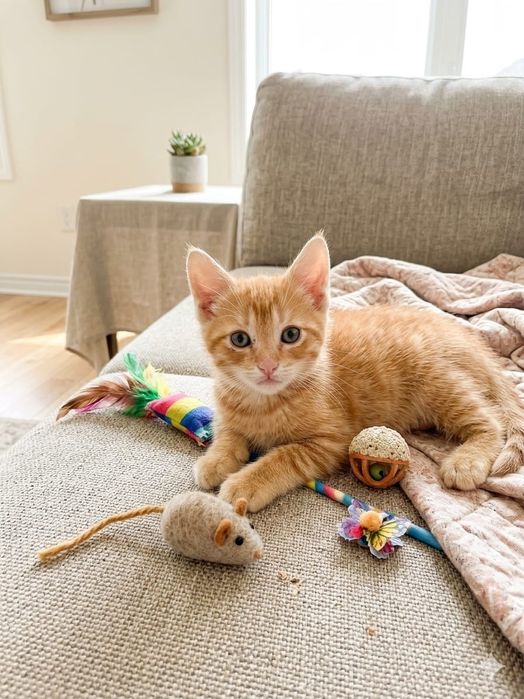 Отдам даром котята