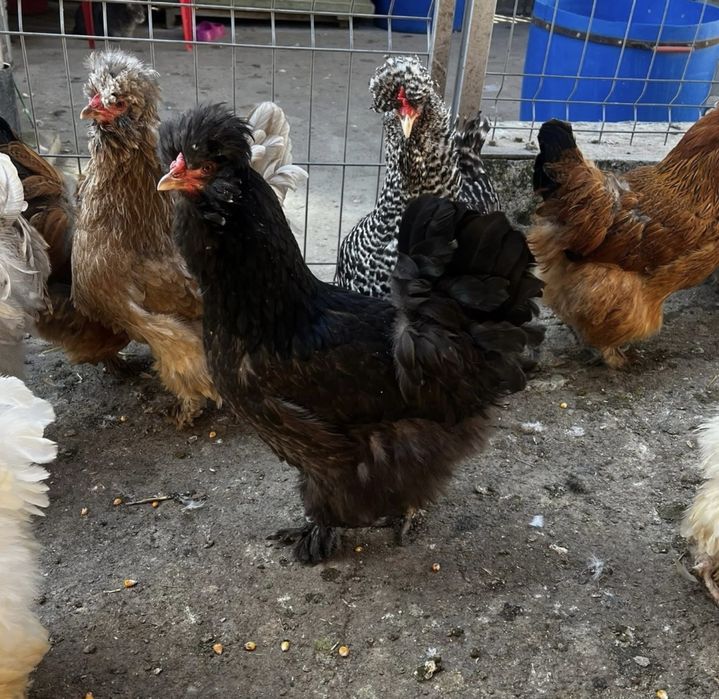 Oua Gaini Motate Incaltate Barboase