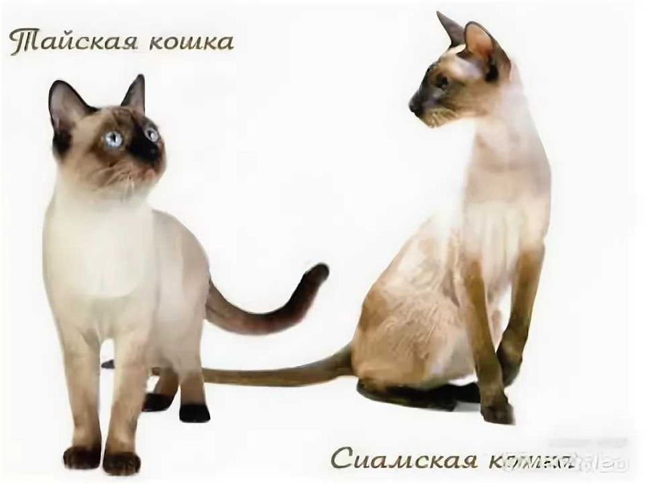 Сиамский (мальчик)