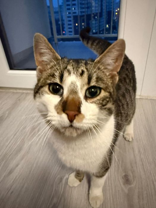 Promit să fiu cel mai bun prieten al copilului tău!