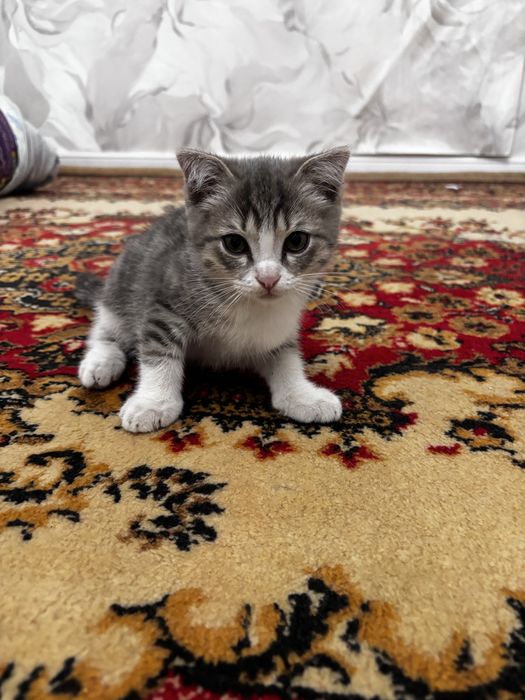 Котенок мальчик.