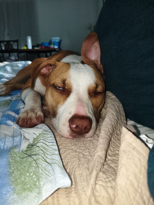 Donez Pui Amstaff 8 luni