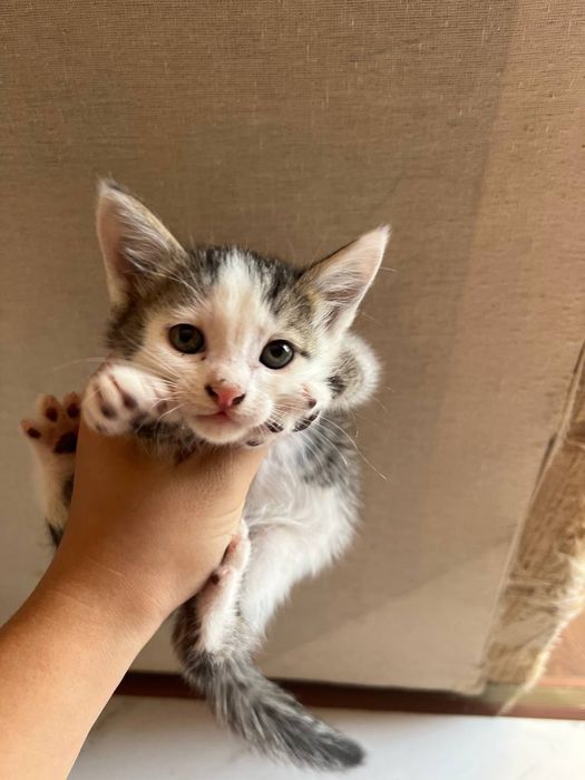 Домашный котенок