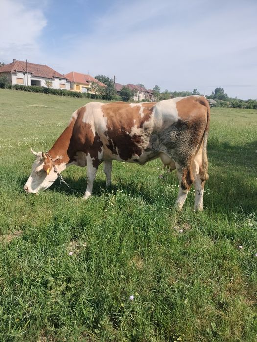 Vând vacă de 6 ani, gestantă in 3 luni