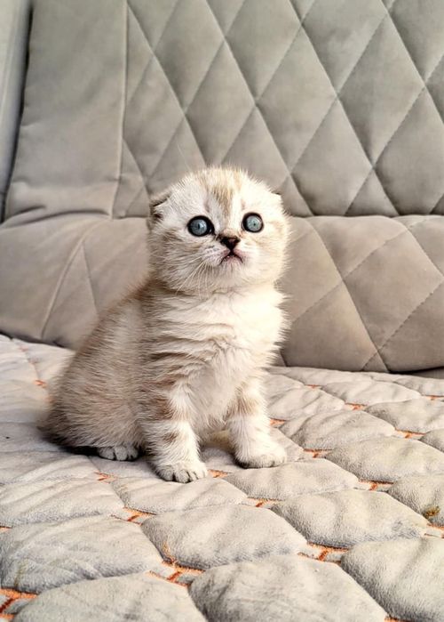 сладкие котятки