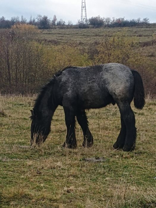 Manz 8 luni de vanzare