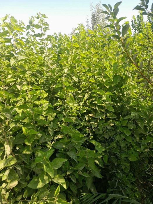 Tut kuchat, тут кучати, тут, пилла, tut, nixol, тут нихоли 2-3yillik