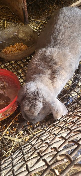 Iepuri Berbec German