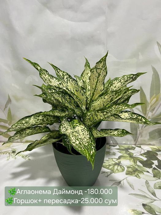 Аглаонема, Калатея, Филодендрон  и др