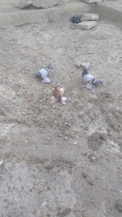 Kabutarlar sotiladi