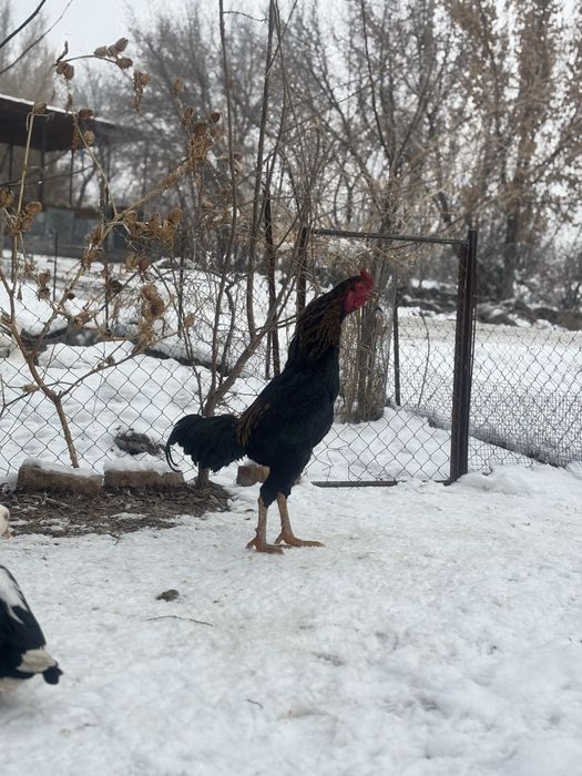 Продоётся петух дакан