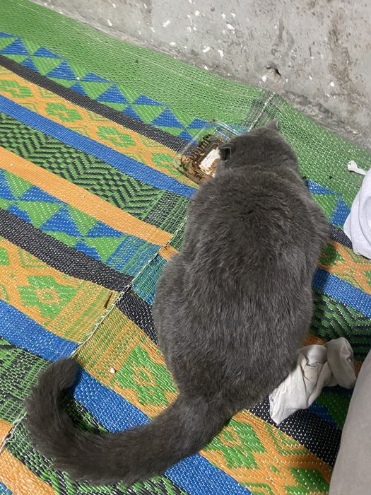 Shotlanski kotik sotiladi