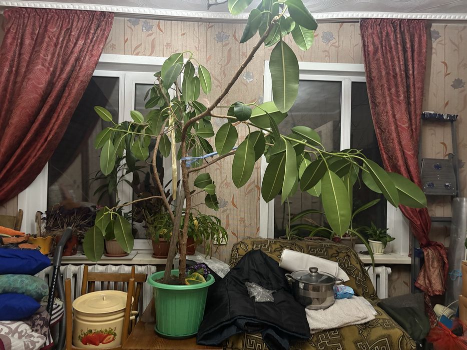 Фикус   (большой)