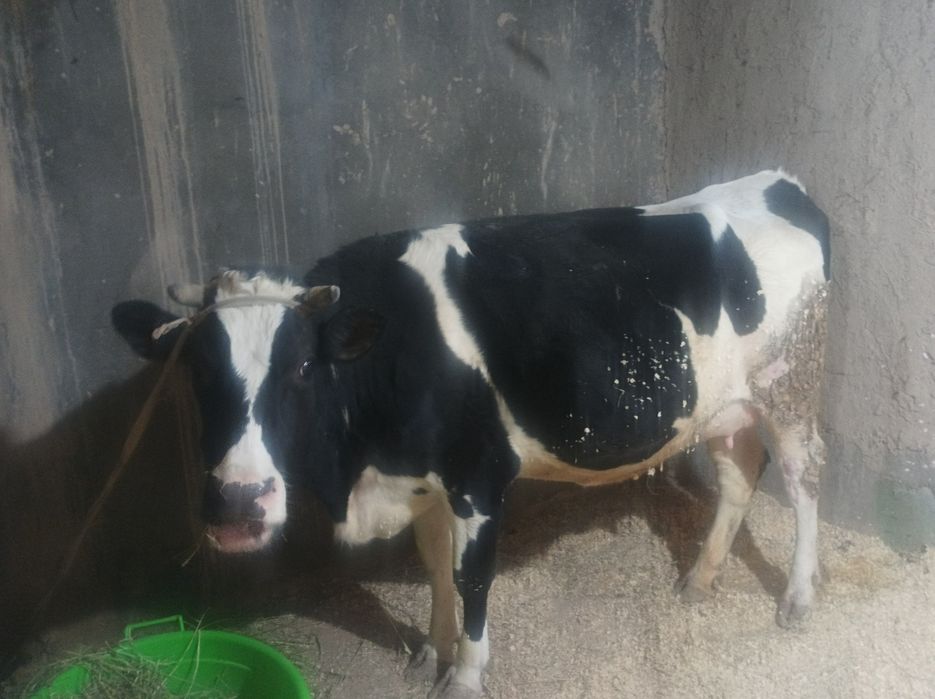 Boğoz 9oylik 6kurak