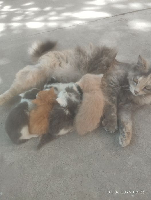 Mushuk bolasi 2 oylik boldi qiz bola