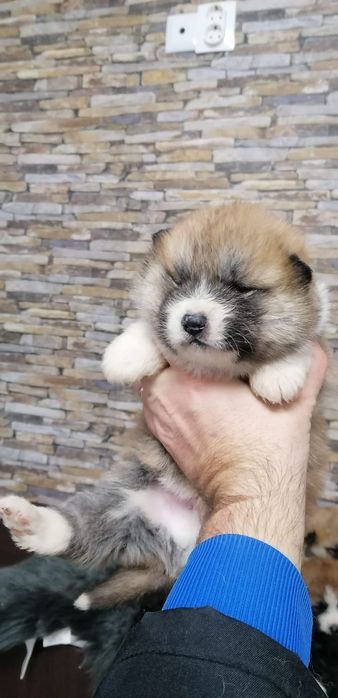 Akita Inu cu pedigree