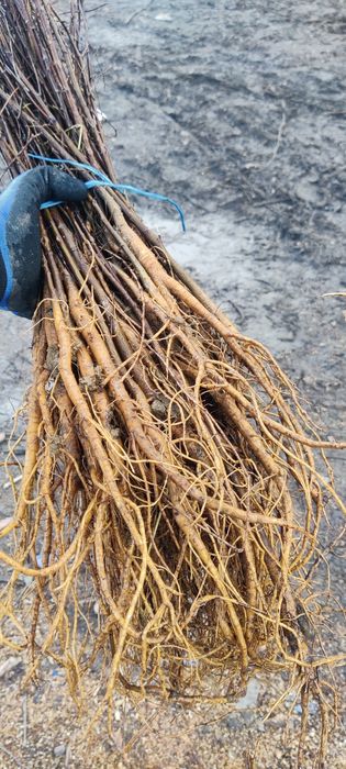 Puieți de salcâm frasin paltin fag carpen mesteacăn