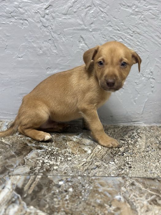 Щенок питбуля продам