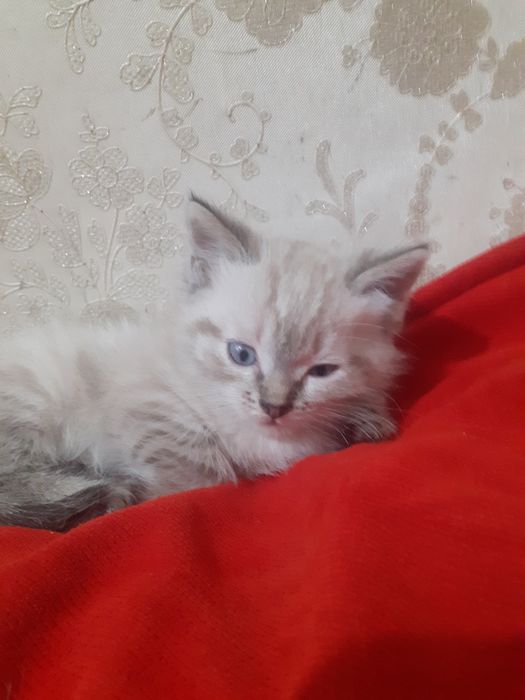 Продам шотландских котят.