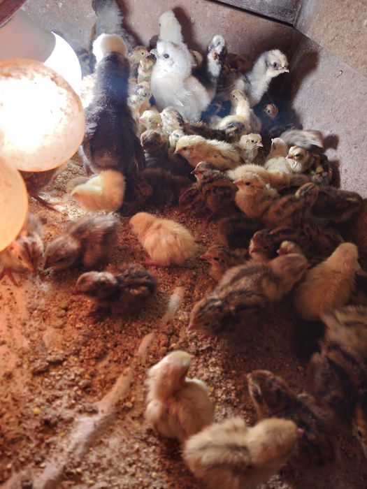 Пъдпъдъци , пилета ,яйца от декоративни кокошки.