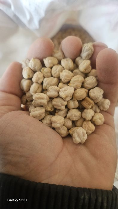 Noxat .Uruglik Uchun