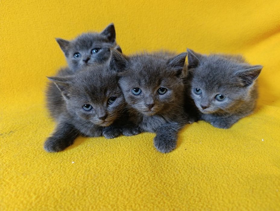 Котета - порода Руска синя котка !