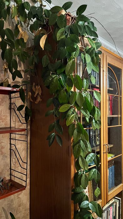 Продам комнатные растения