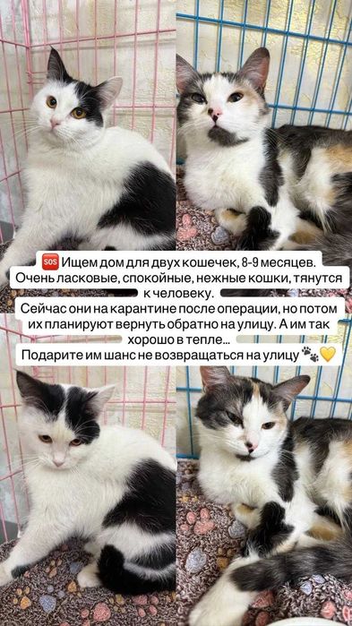 Отдадим кошек в добрые руки